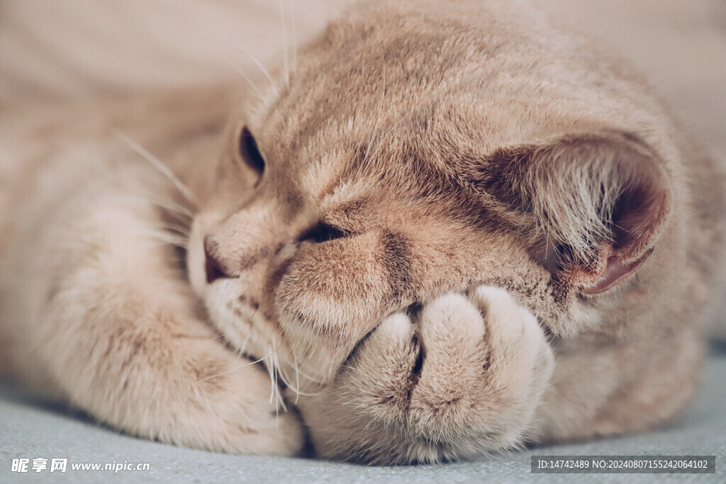 小猫咪