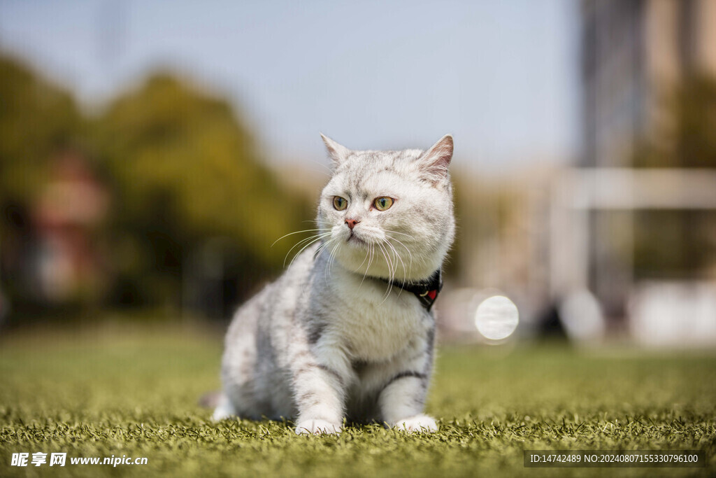 小奶猫