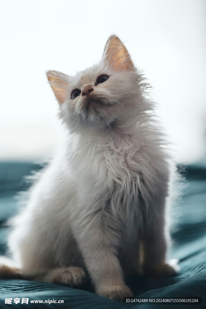 小猫咪