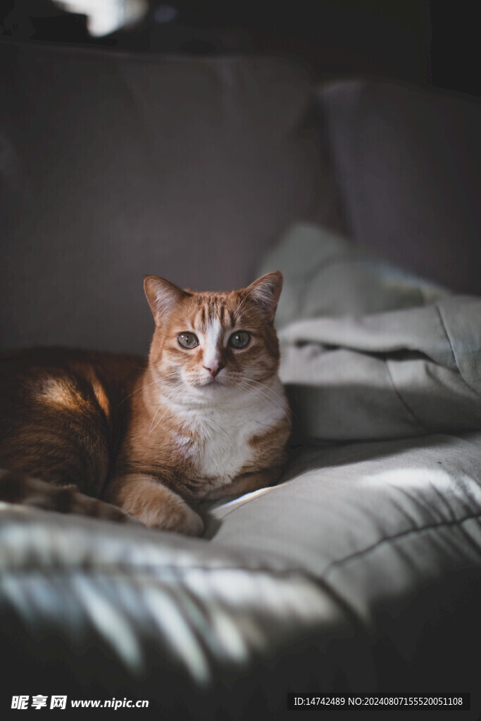 小猫咪