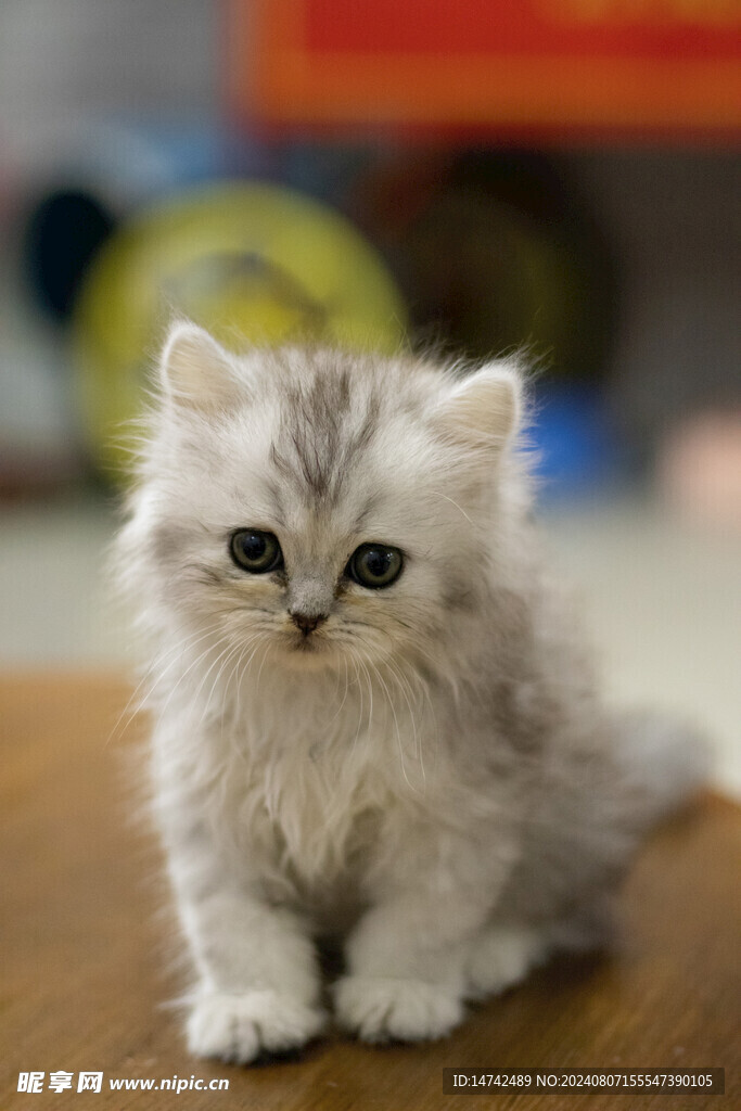 小猫咪