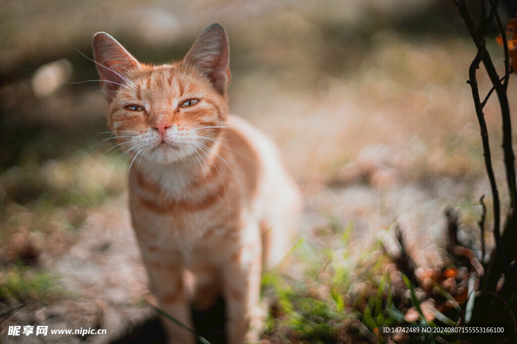 小猫咪