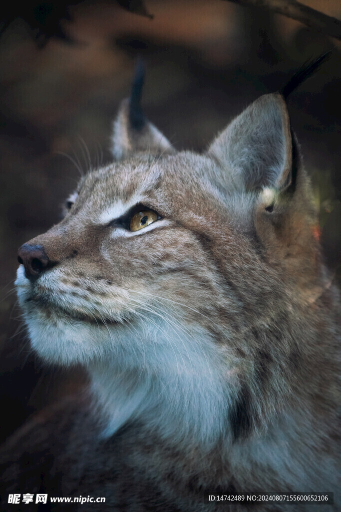 小猫咪