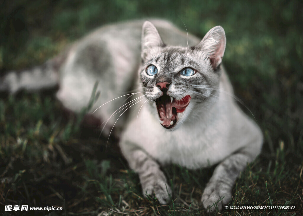 小猫咪