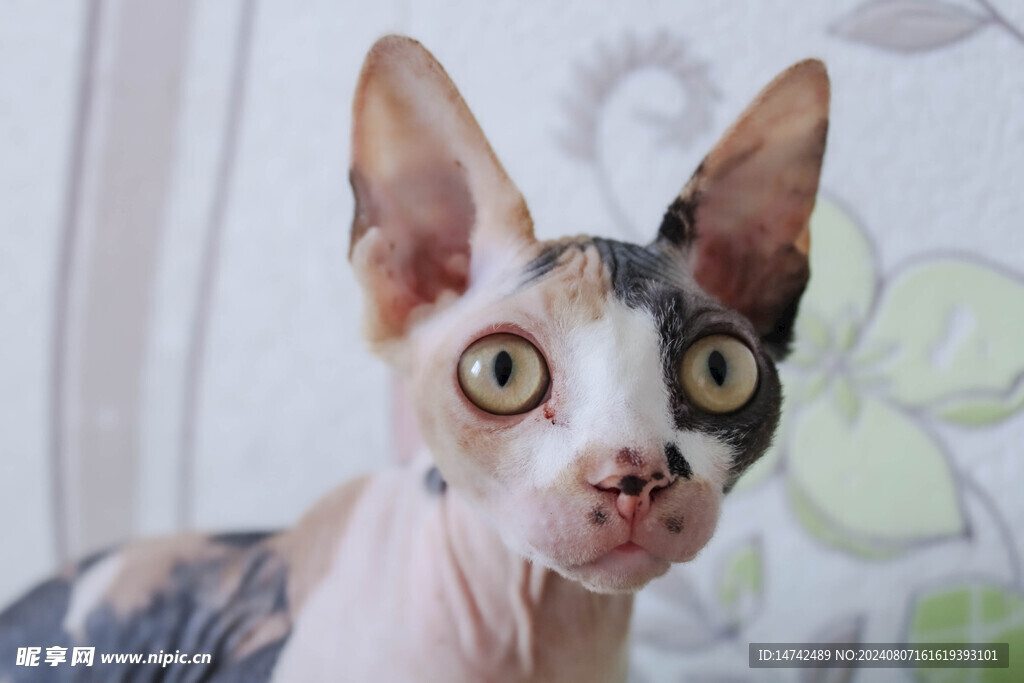 小猫咪