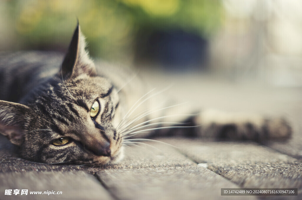 小猫咪