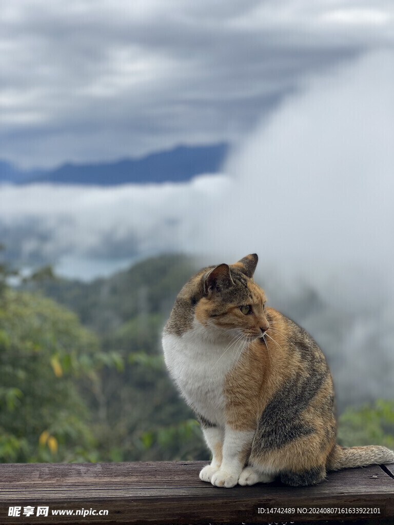 小猫咪
