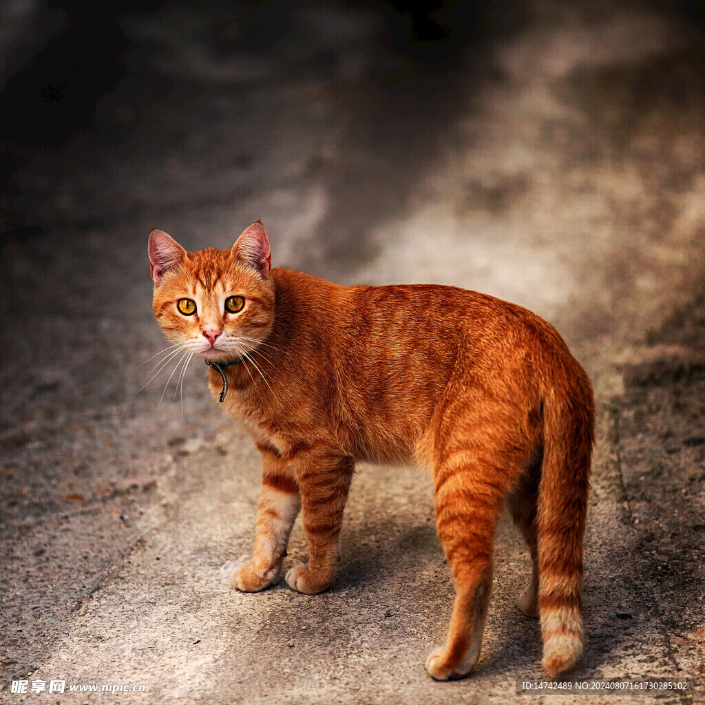 小猫咪