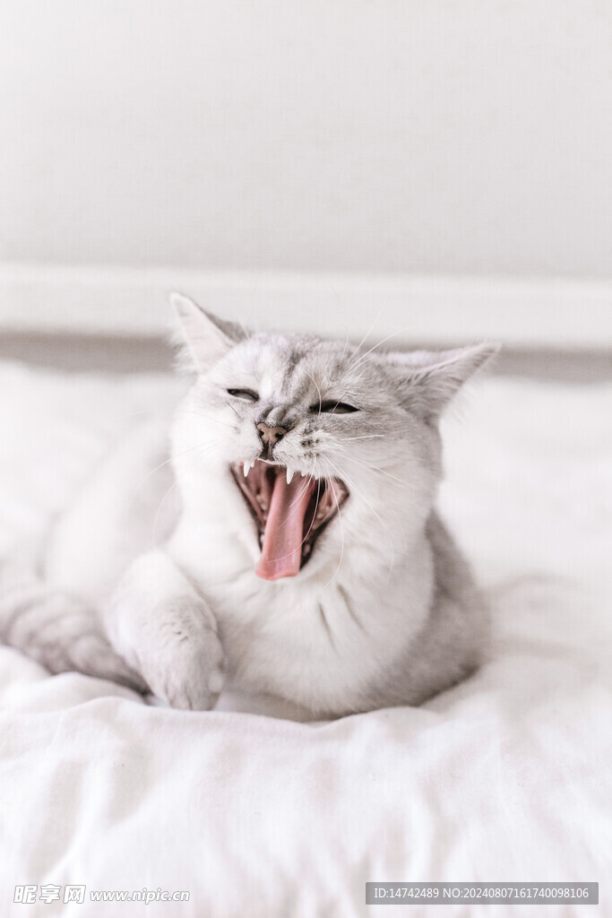 小猫咪