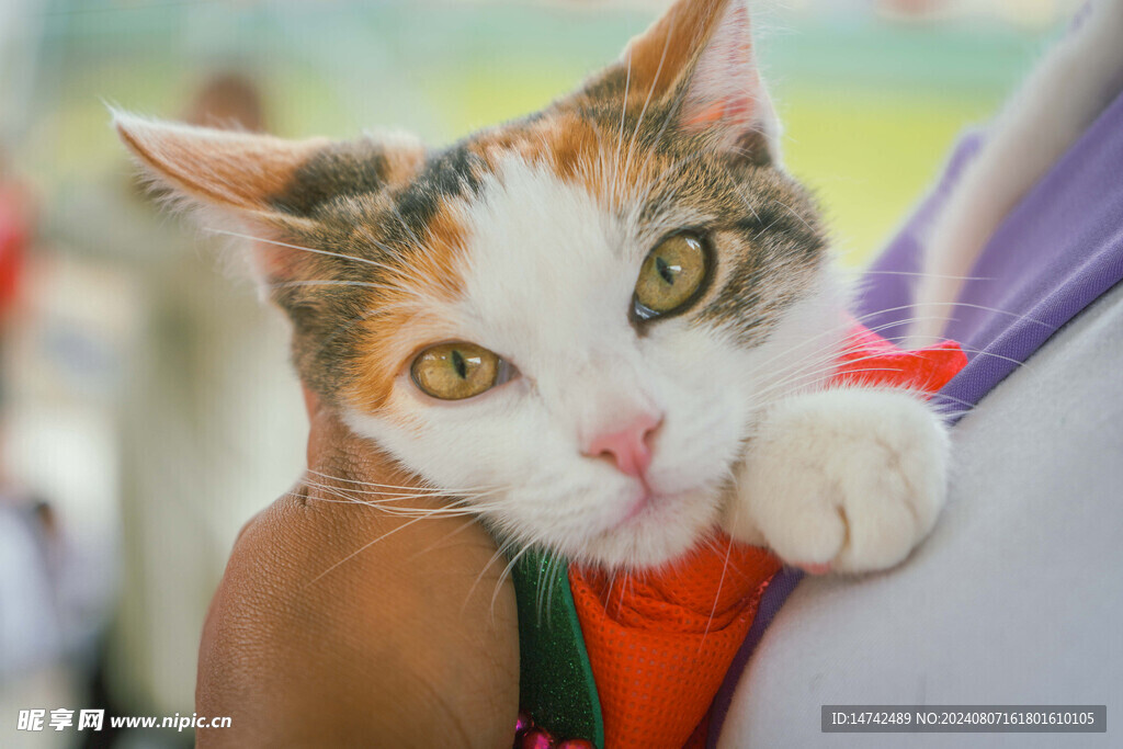 小猫咪