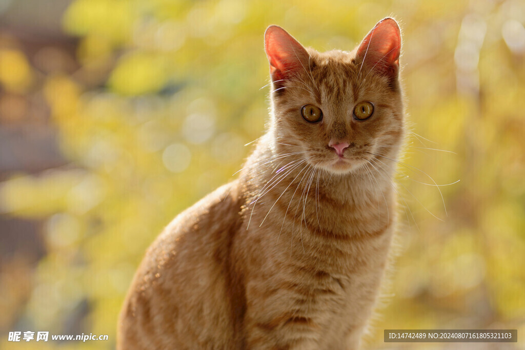小猫咪