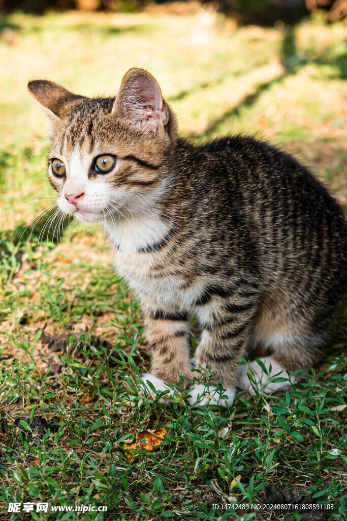 小猫咪