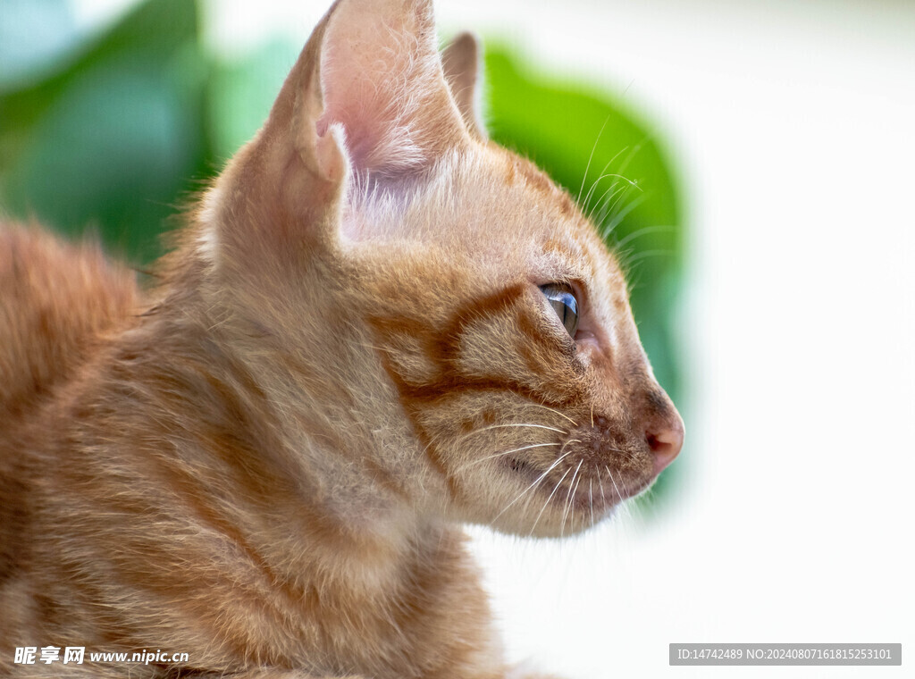 小猫咪