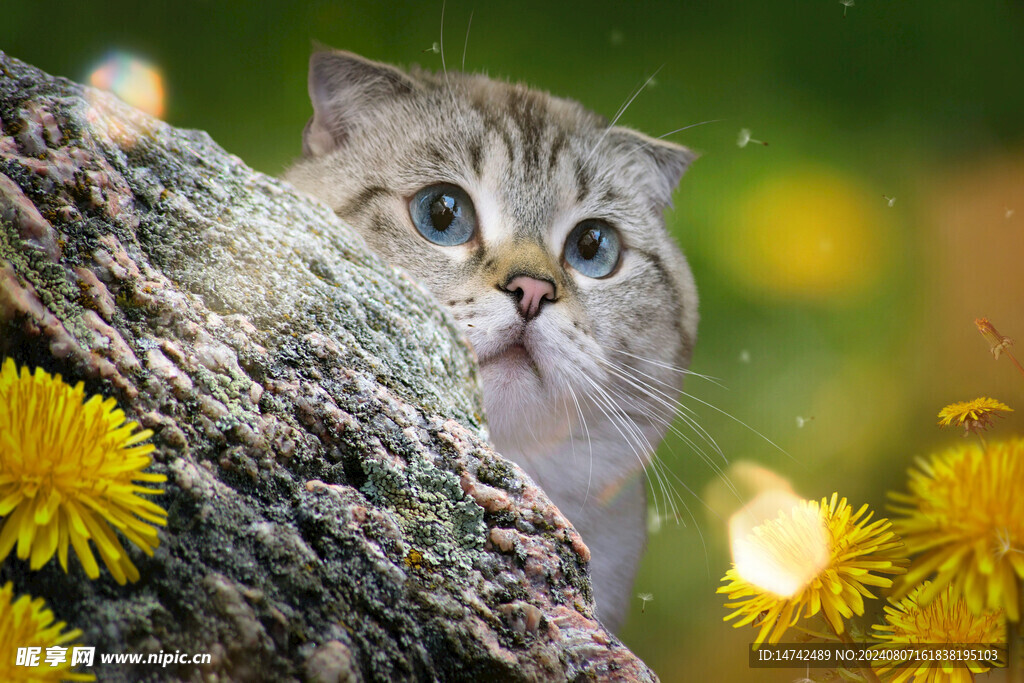 宠物猫