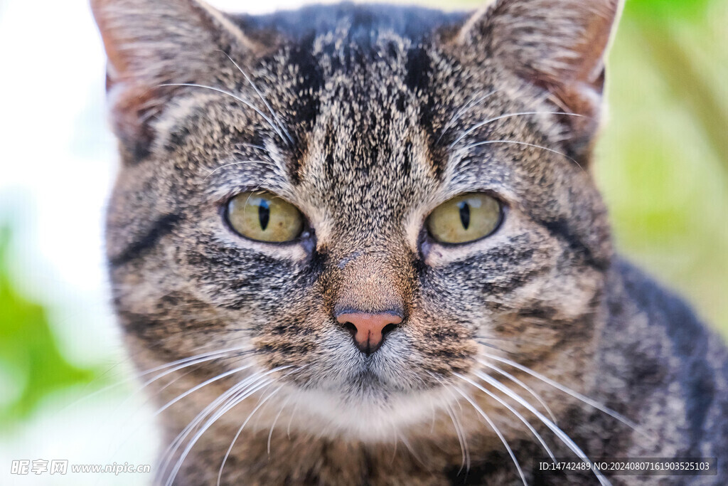 宠物猫