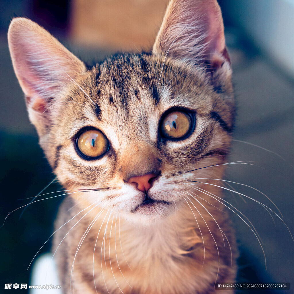 宠物猫