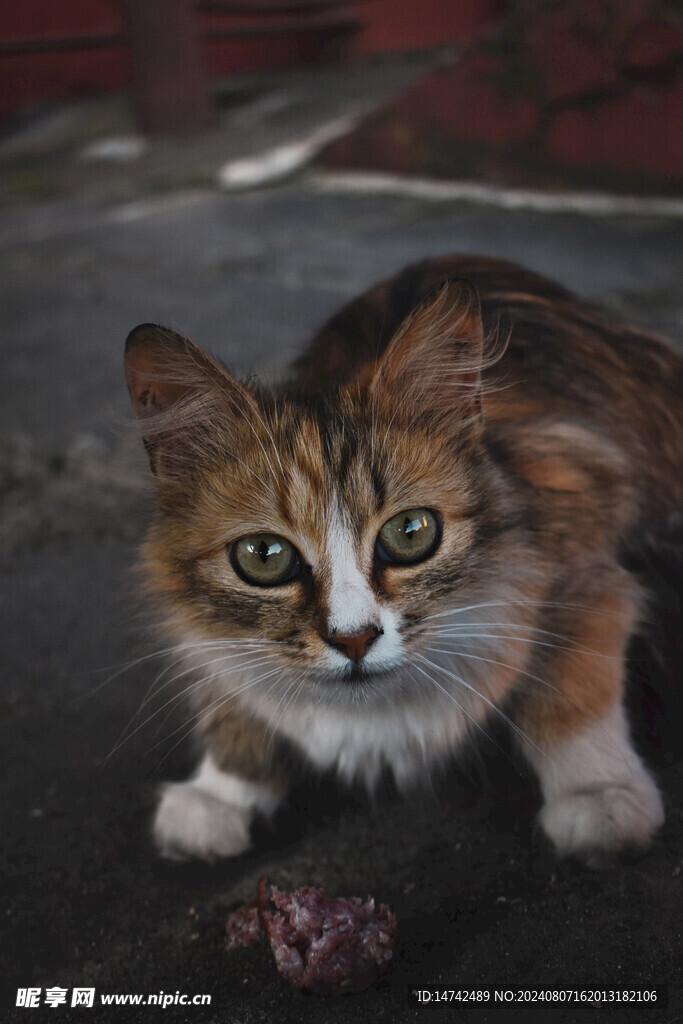 宠物猫