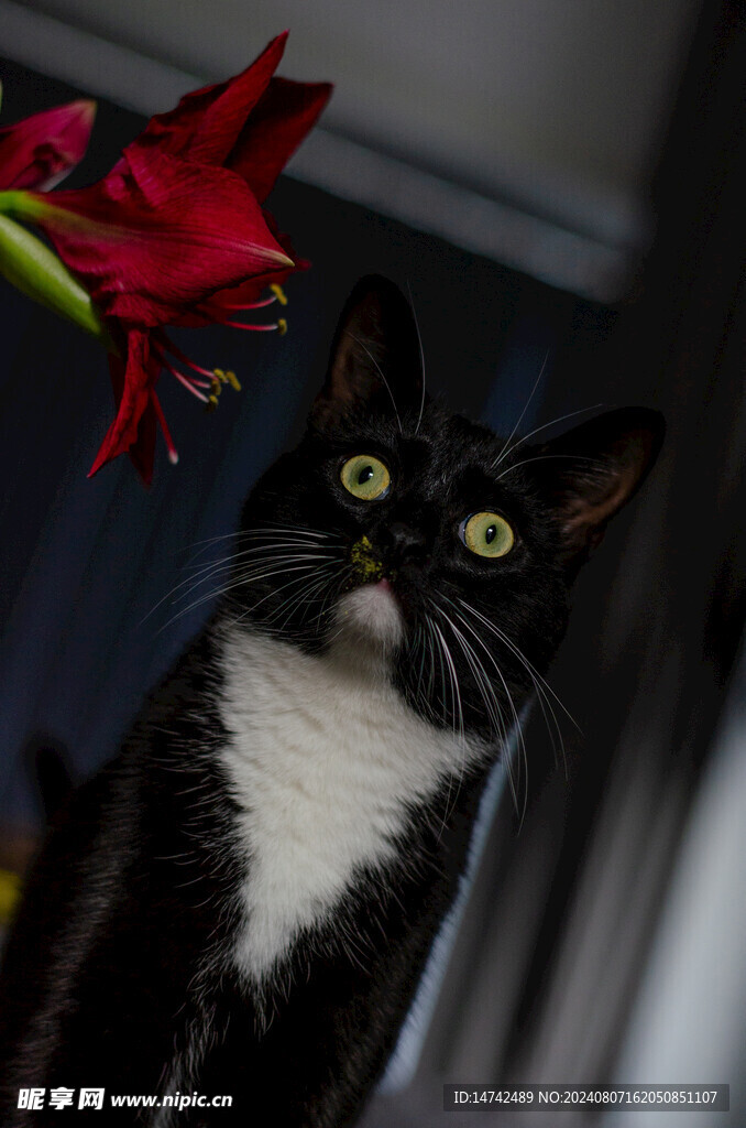 黑猫