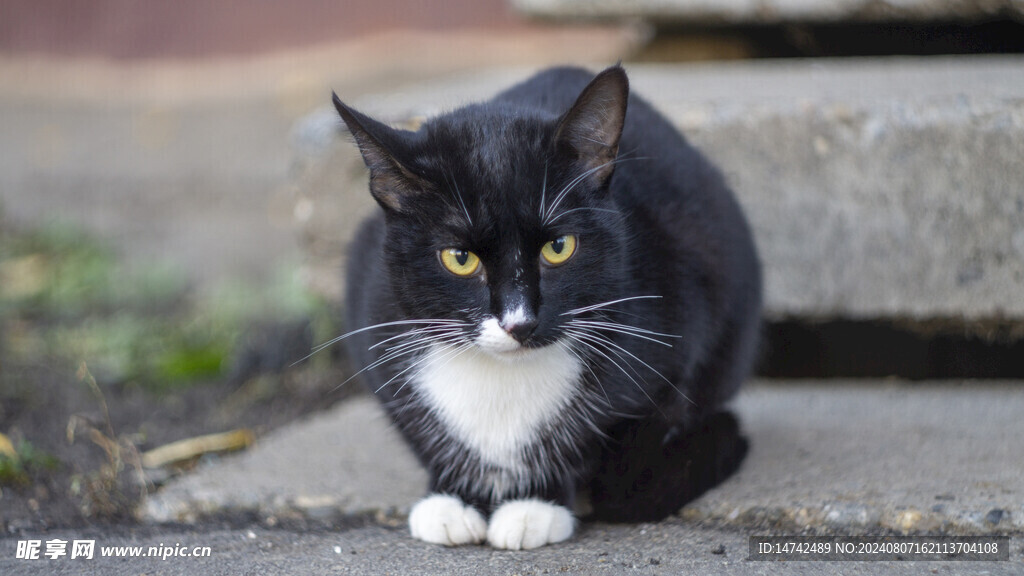 黑猫