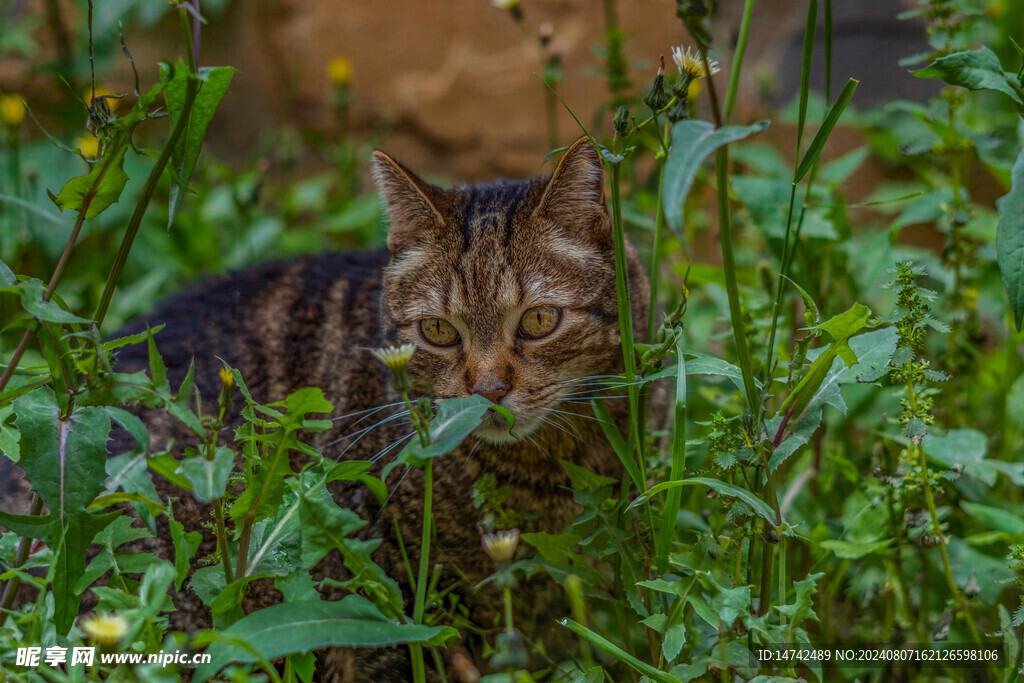 猫咪