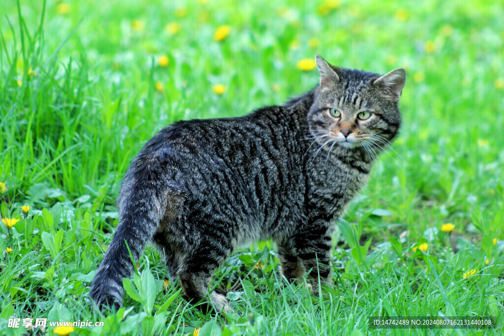 黑猫