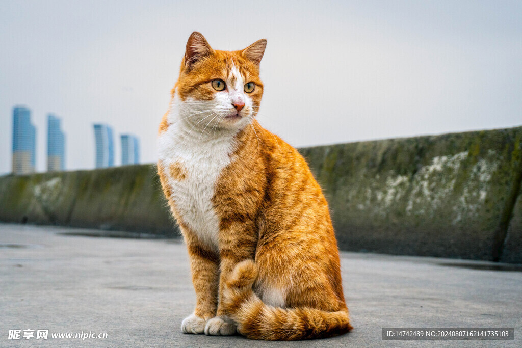 宠物猫