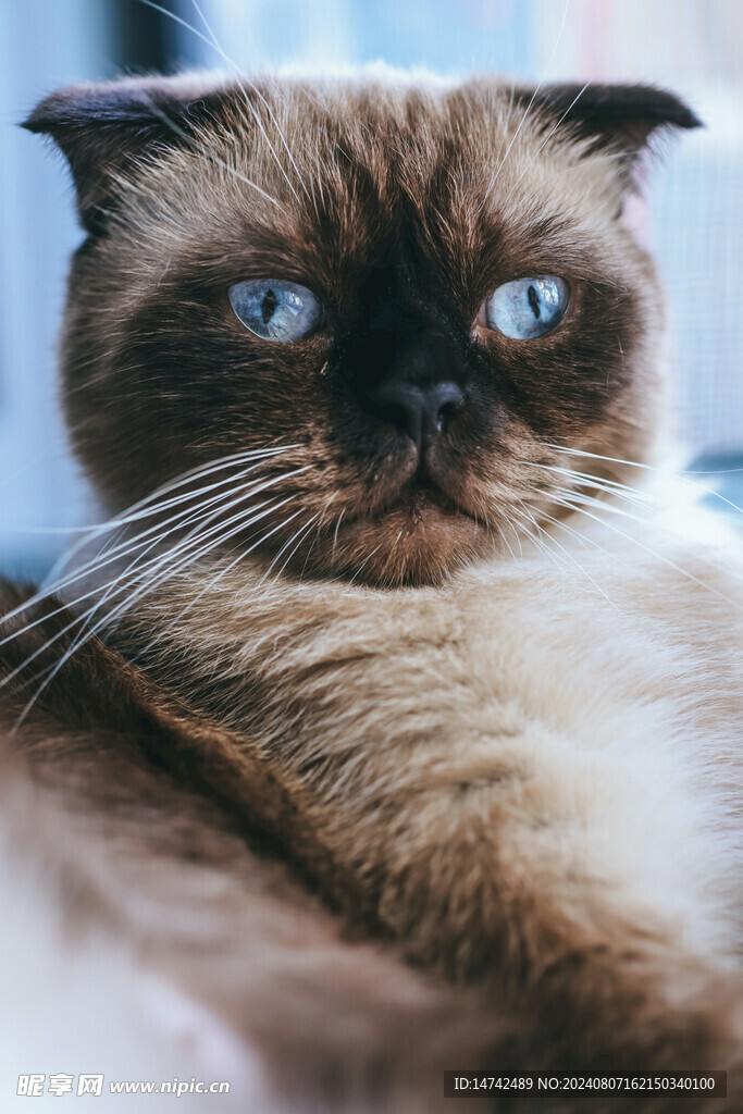 宠物猫