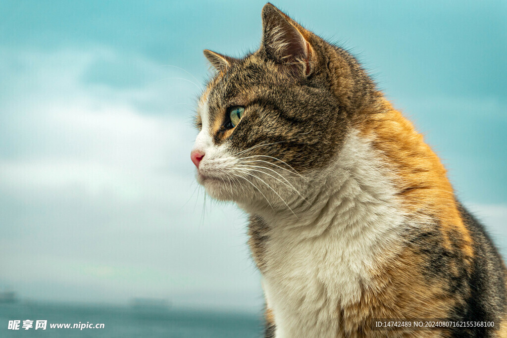 宠物猫