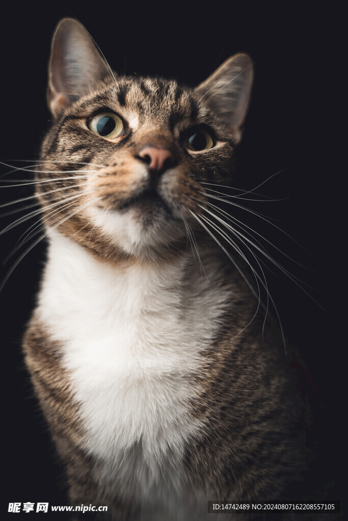 猫咪