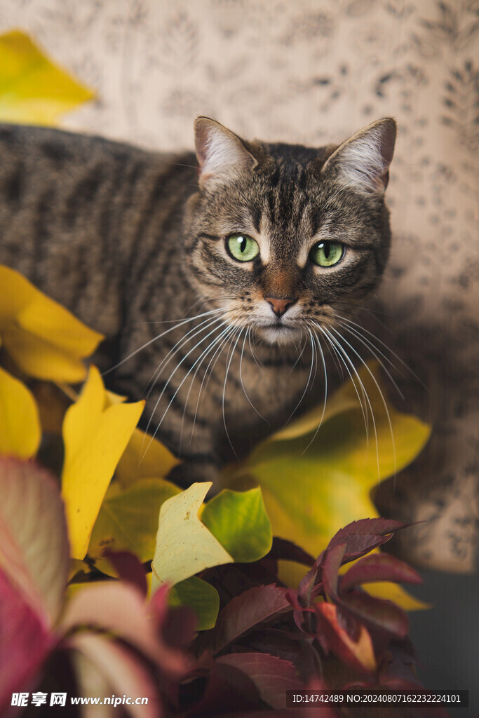 黑猫