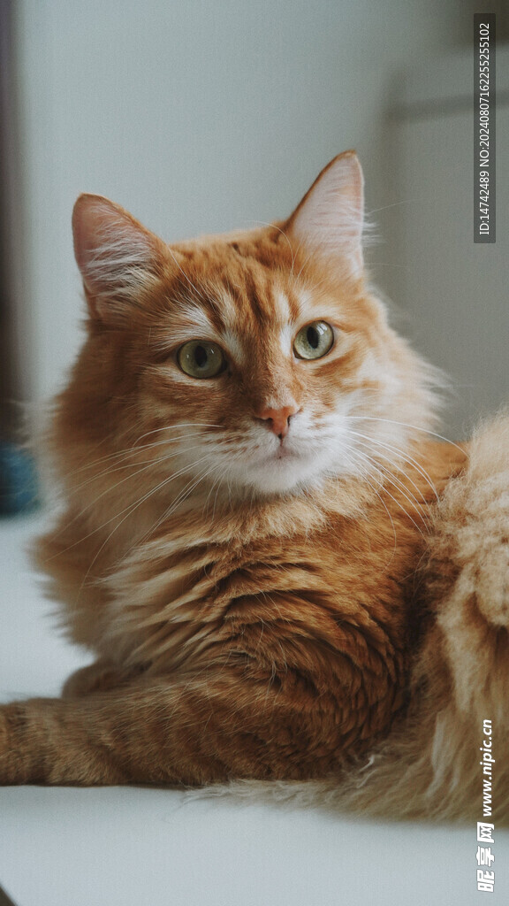 宠物猫