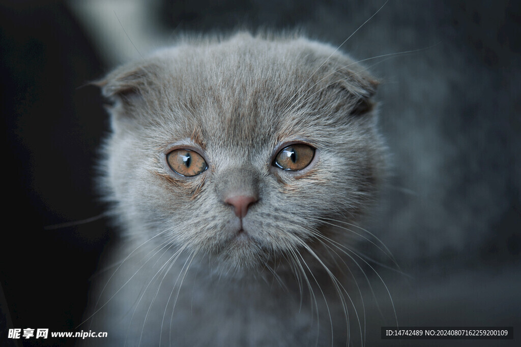 宠物猫