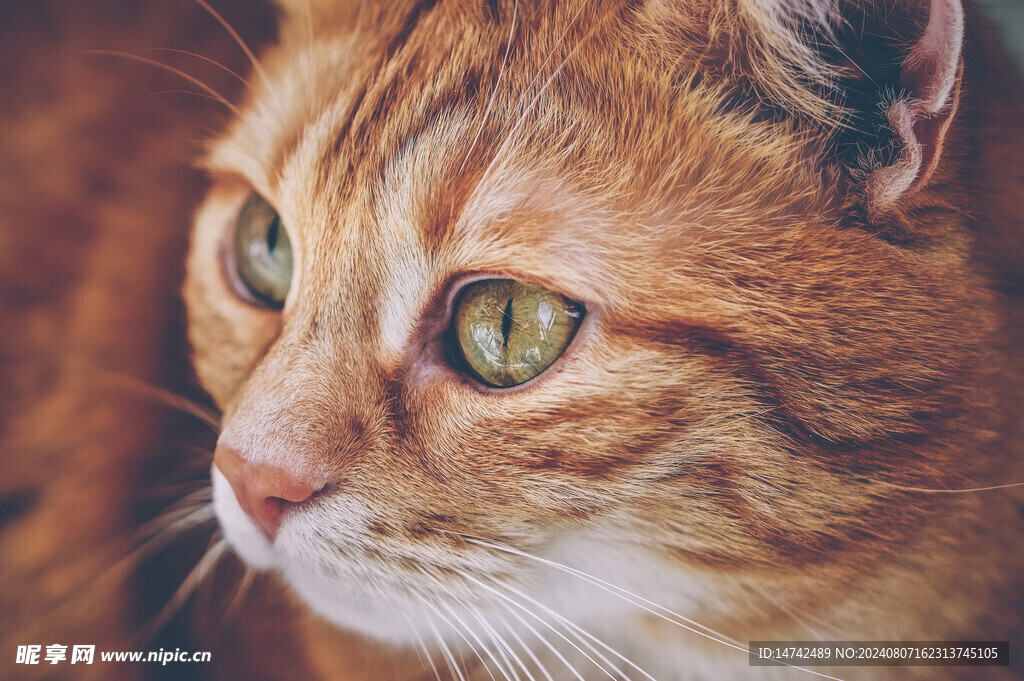 宠物猫