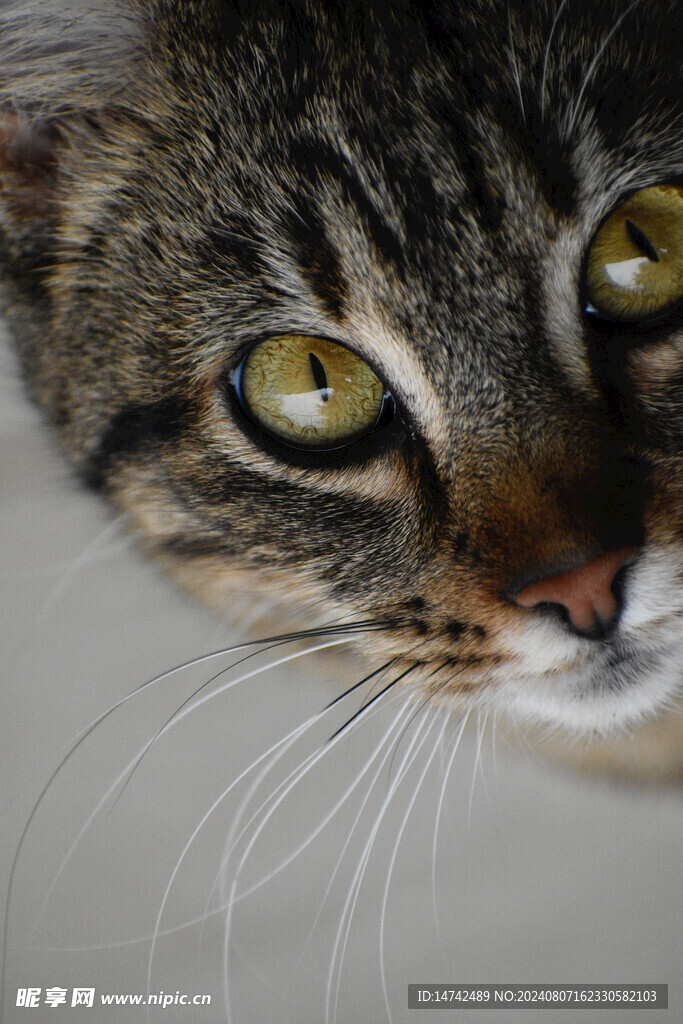 宠物猫 