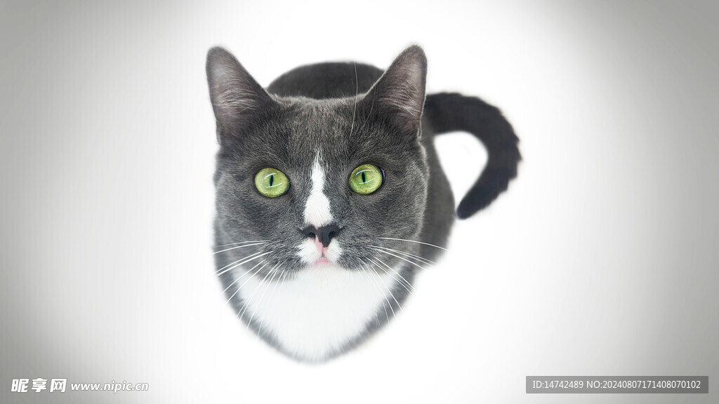 猫咪