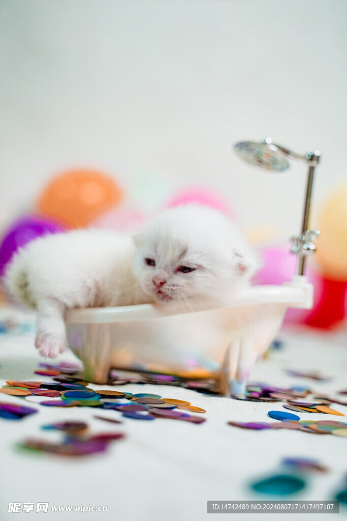 宠物猫