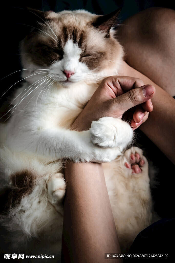 宠物猫