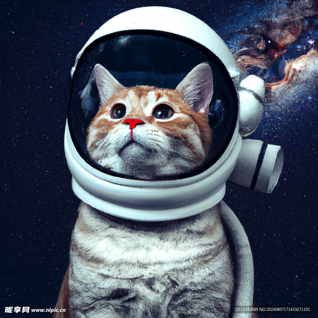 宠物猫