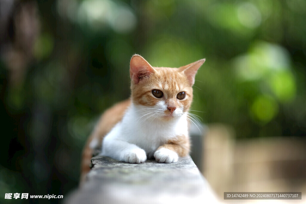 宠物猫