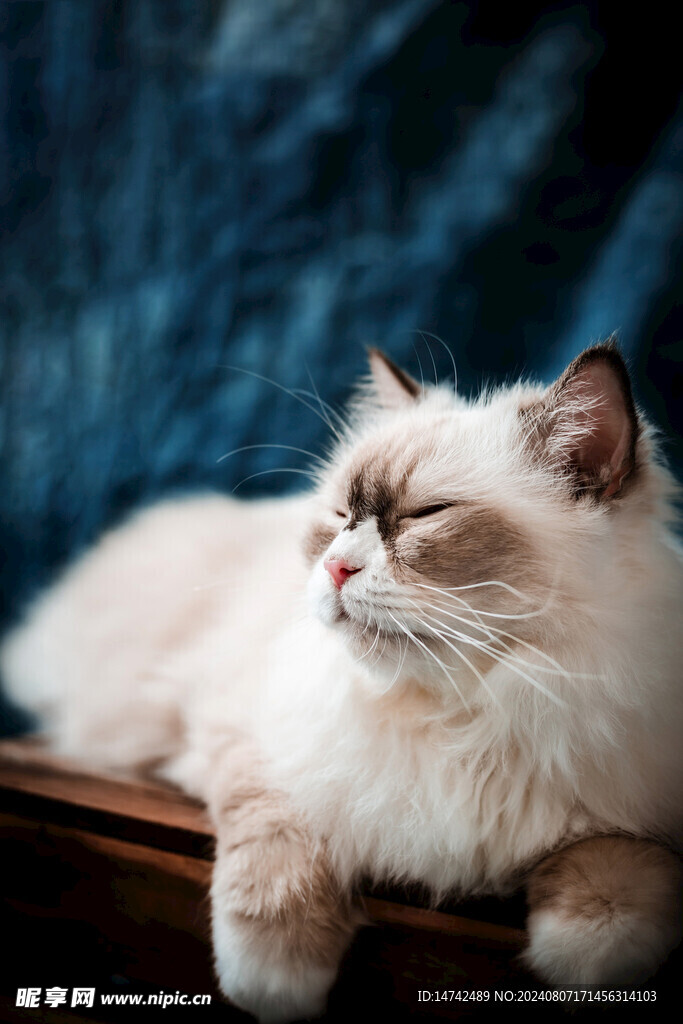 宠物猫