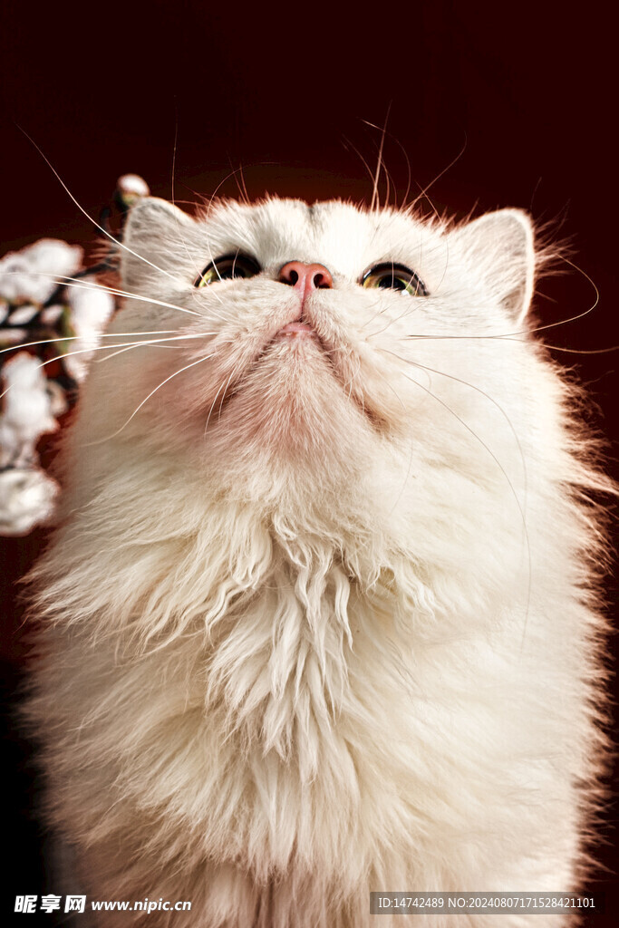 宠物猫