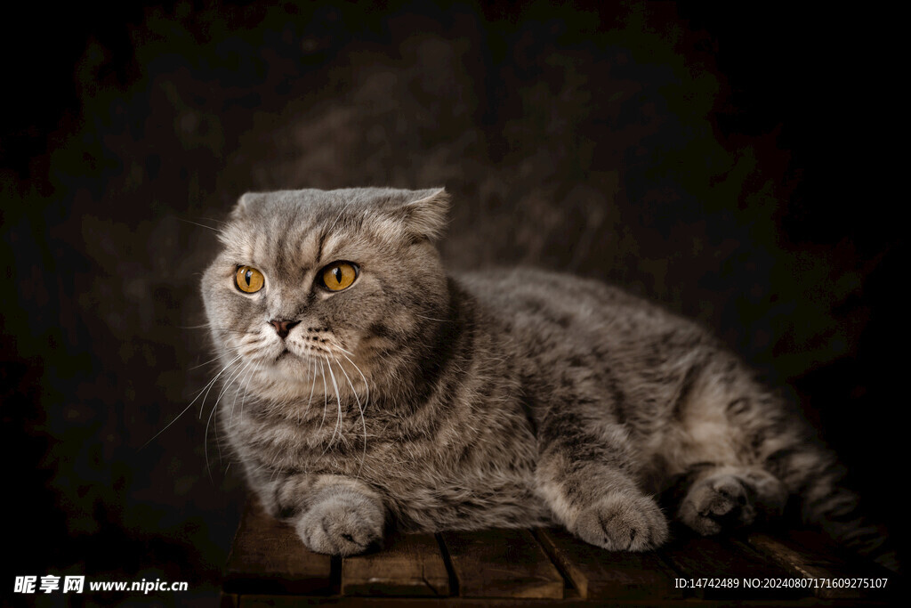 宠物猫