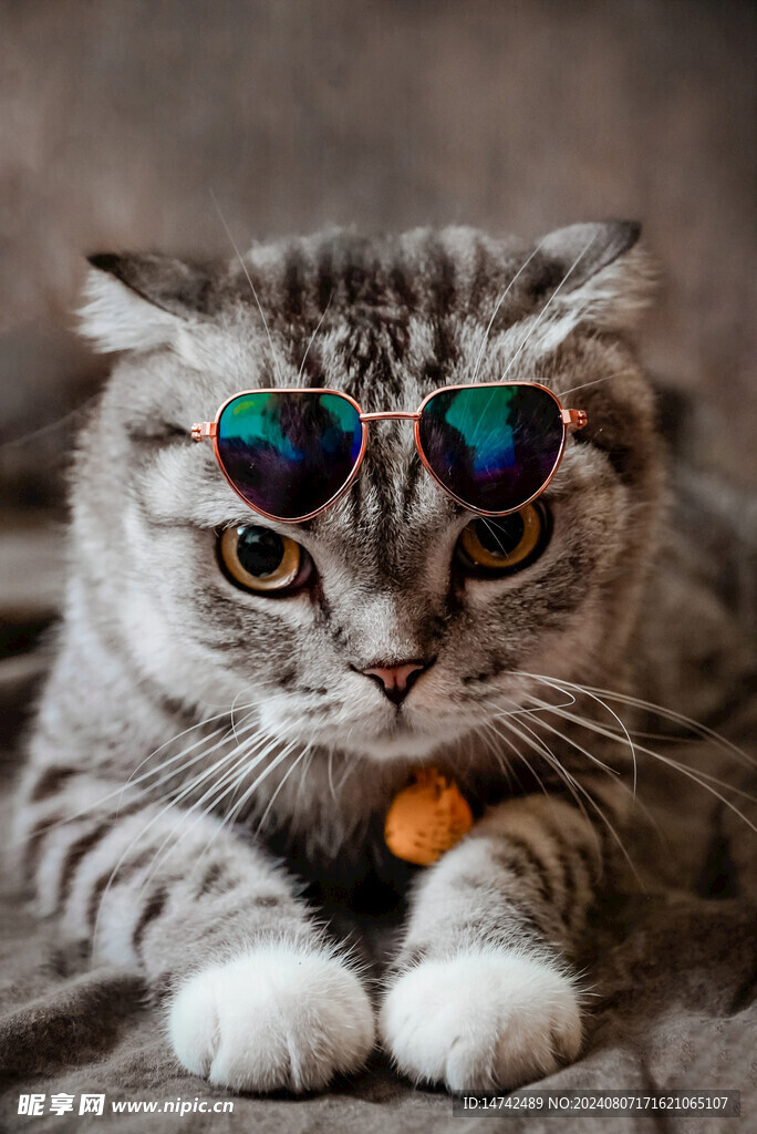 宠物猫