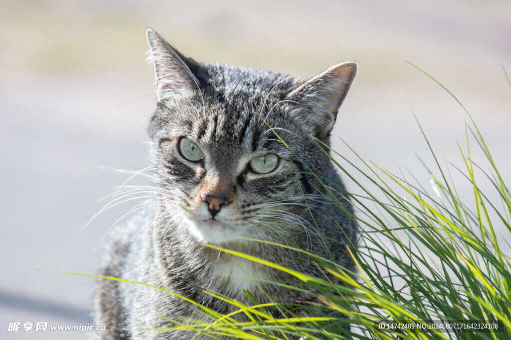 宠物猫