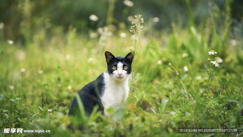 宠物猫