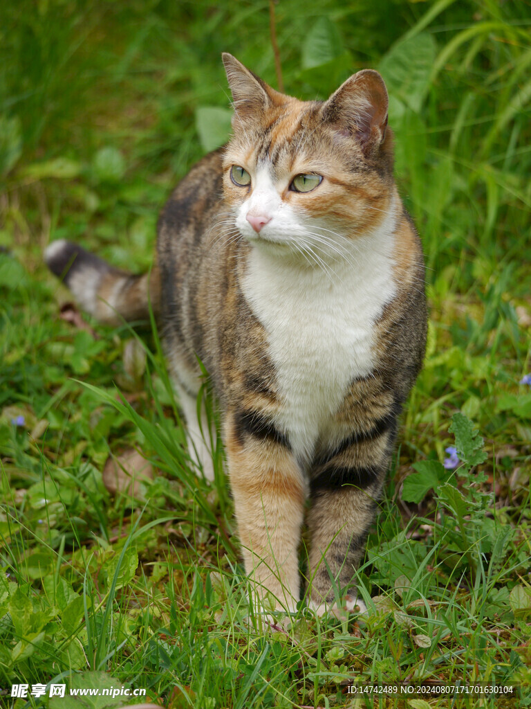 宠物猫