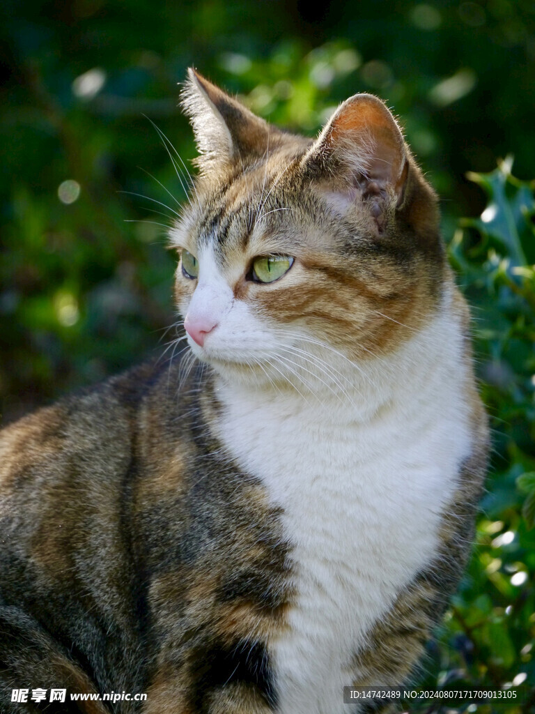 宠物猫