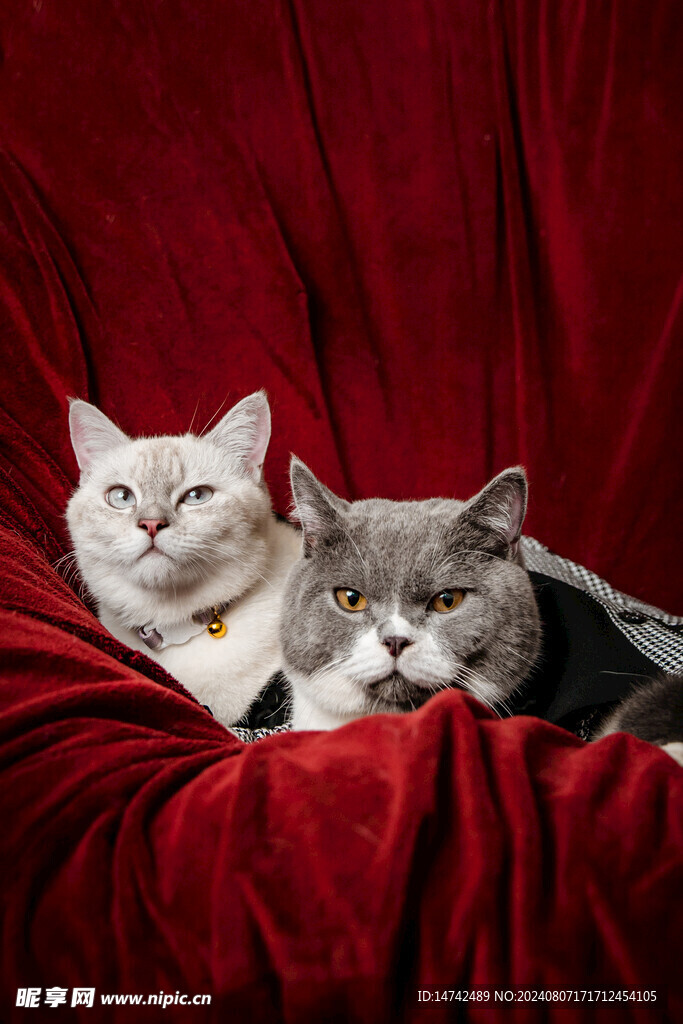 宠物猫