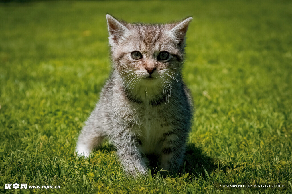 宠物猫