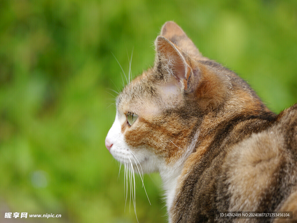 猫咪